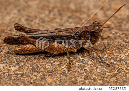 Adult Stridulating Slant-faced Grasshopper Adult Stridulating Slant-faced Grasshopper 95287885