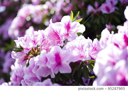 Pink and white azalea flowers are blooming. The scientific name is Rhododendron. 95287905