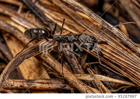 Adult Trap-jaw Ant Adult Trap-jaw Ant 95287997