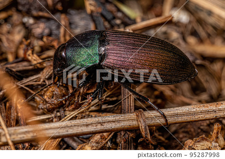 Adult Ground Beetle Adult Ground Beetle 95287998