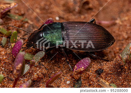 Adult Ground Beetle Adult Ground Beetle 95288000