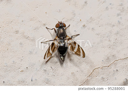 Adult Picture-winged Fly 95288001