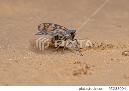 Adult Small Planthopper 95288004