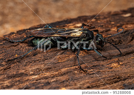 Adult Tarantula hawk Wasp 95288008