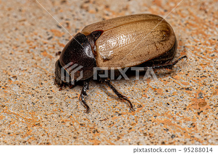 Adult Brown Scarab 95288014