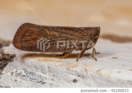 Adult Nogodinid Planthopper Insect 95288015