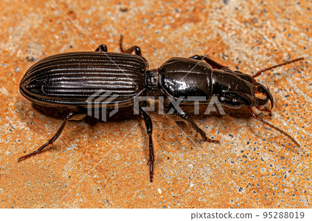 Adult Pedunculate Ground Beetle Adult Pedunculate Ground Beetle 95288019