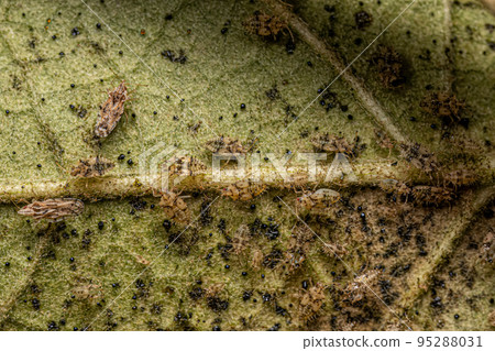 Small Lace Bug Nymphs and Adults 95288031