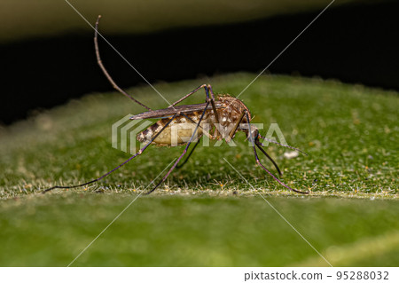 Adult Female Southern House Mosquito Insect 95288032