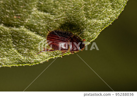 Small Adult Scarabaeiform Beetle 95288036