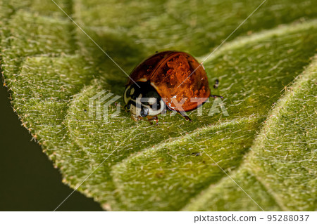 Adult Spotless Lady Beetle 95288037