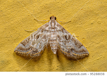 Adult Crambid Moth 95288038