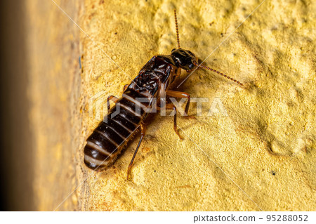 Adult Higher Termite 95288052