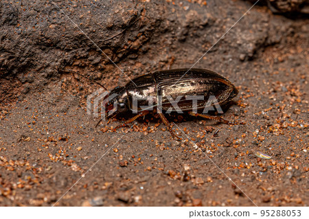 Adult Ground Beetle 95288053
