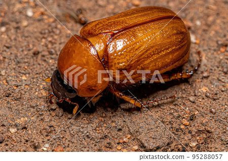 Adult Brown Scarab Adult Brown Scarab 95288057