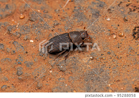 Adult Small Dung Beetle Adult Small Dung Beetle 95288058