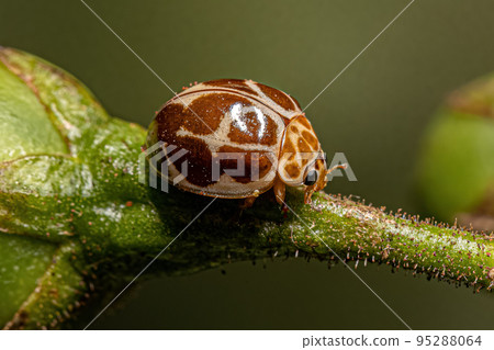 Adult Common Lady Beetle 95288064