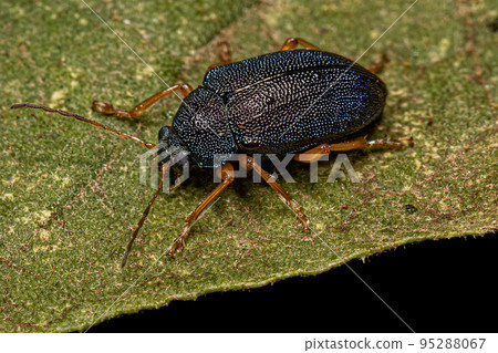 Adult Leaf Beetle 95288067