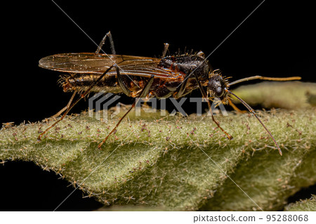 Adult Male Winged Carpenter Ant 95288068