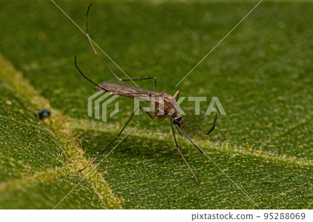Adult Culicine Mosquito Insect 95288069