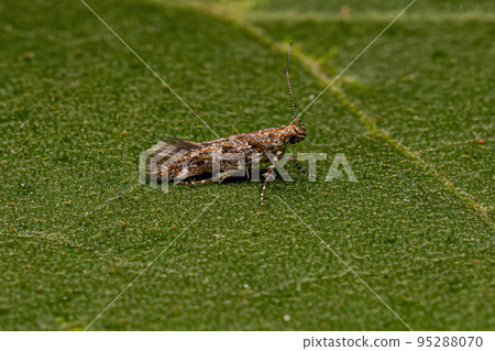 Adult Twirler Moth 95288070