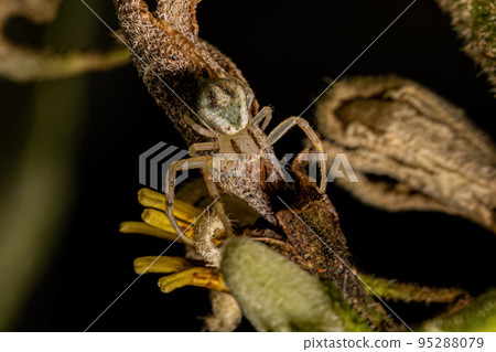 Small Female Crab Spider Small Female Crab Spider 95288079