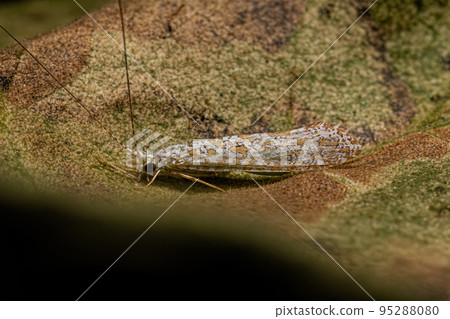 Adult Caddisfly Insect 95288080