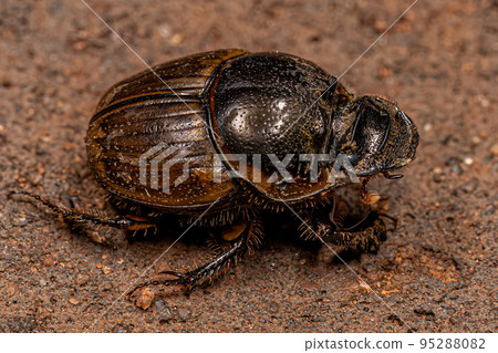 Adult Gazelle Scarab Adult Gazelle Scarab 95288082