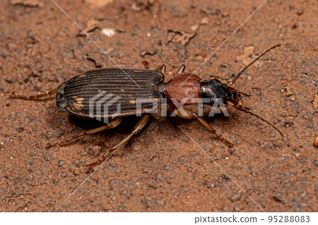 Adult Ground Beetle Adult Ground Beetle 95288083