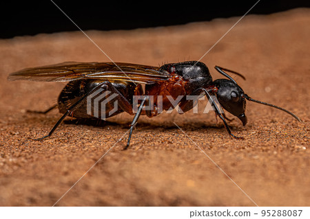Adult Female Carpenter Queen Ant 95288087