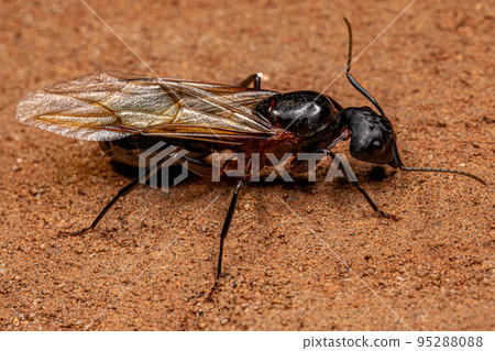 Adult Female Carpenter Queen Ant 95288088