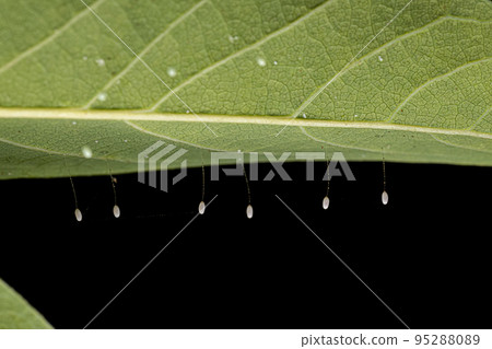 Typical Green Lacewing Eggs 95288089