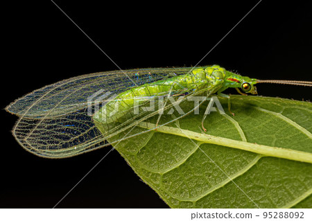 Adult Typical Green Lacewing 95288092
