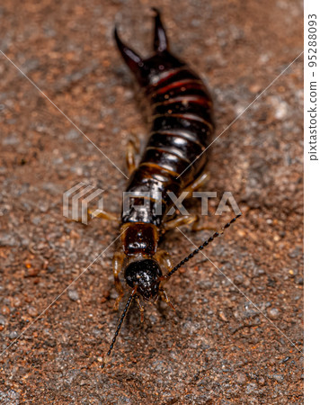 Small Epidermapteran Earwig Insect 95288093