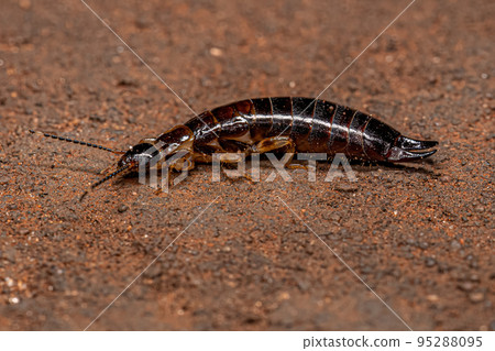 Small Epidermapteran Earwig Insect 95288095