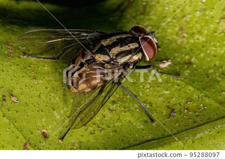 Adult Muscoid Fly Adult Muscoid Fly 95288097