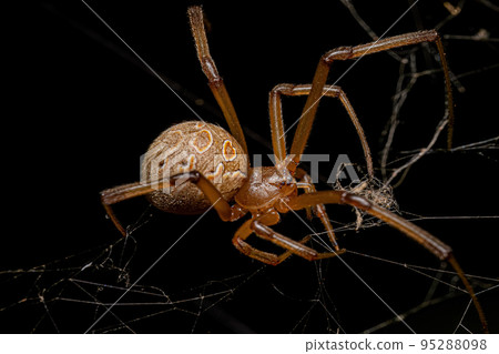 Female Adult Brown Widow Spider 95288098