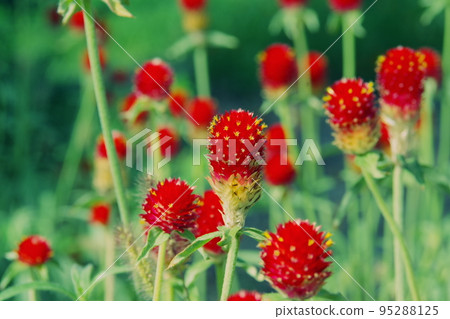 紅千日前4 95288125