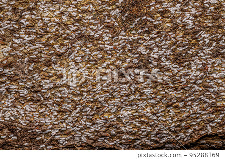 Citrus Snow Scale Insect 95288169