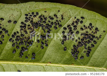 Citrus Black Fly Insect Citrus Black Fly Insect 95288170