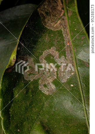 Citrus Leafminer Insect Citrus Leafminer Insect 95288173