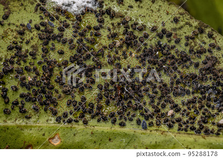 Citrus Black Fly Insect Citrus Black Fly Insect 95288178