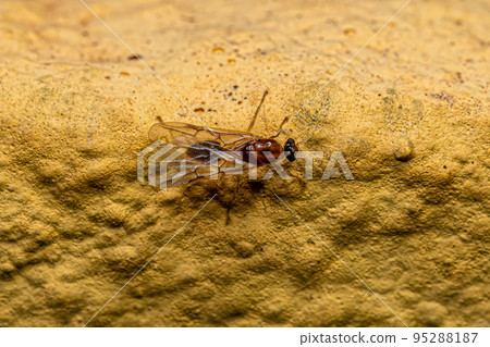 Male Adult Myrmicine Ant Male Adult Myrmicine Ant 95288187
