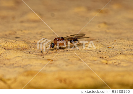 Male Adult Myrmicine Ant Male Adult Myrmicine Ant 95288190