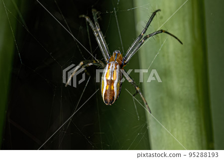 Basilica Orbweaver Spider Basilica Orbweaver Spider 95288193