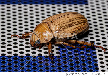 Adult Precious Metal Scarab 95288194