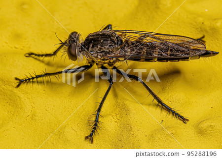 Adult Robber Fly 95288196