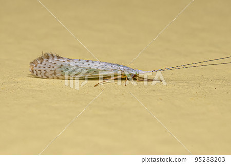 Adult Caddisfly Insect 95288203