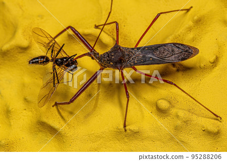 Adult Assassin Bug preying on a Adult Male Winged Carpenter Ant Adult Assassin Bug preying on a Adult Male Winged Carpenter Ant 95288206