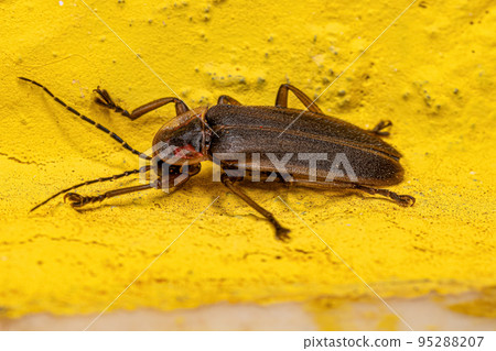 Adult Firefly Beetle 95288207